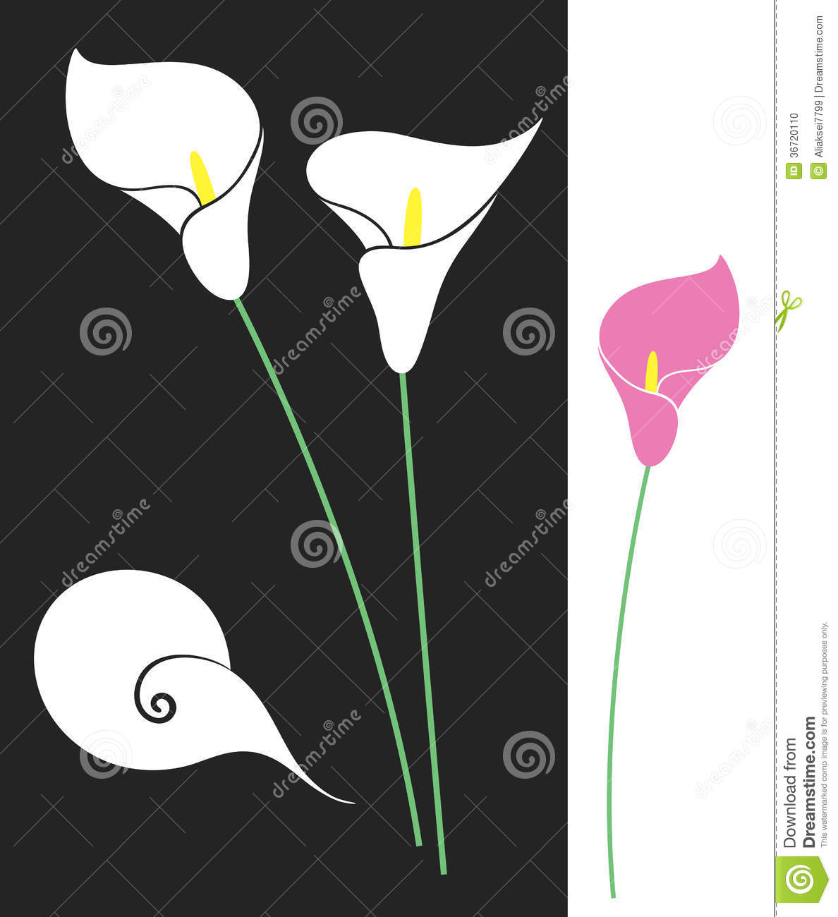 Calla Lily Illustration