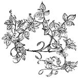 Elegant Black and White Flower Vector Elegant Black and White Flower Vector