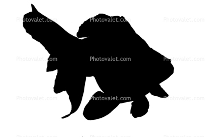 Fantail Goldfish Silhouette Fantail Goldfish Silhouette