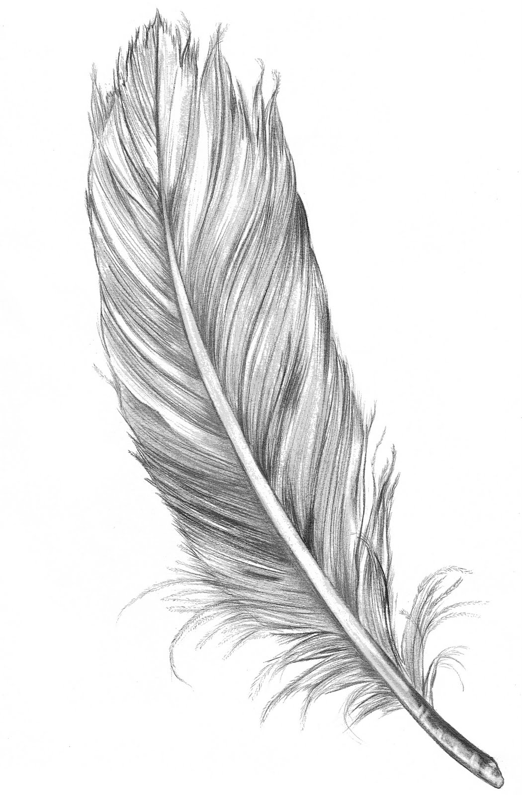 Feather Clip Art