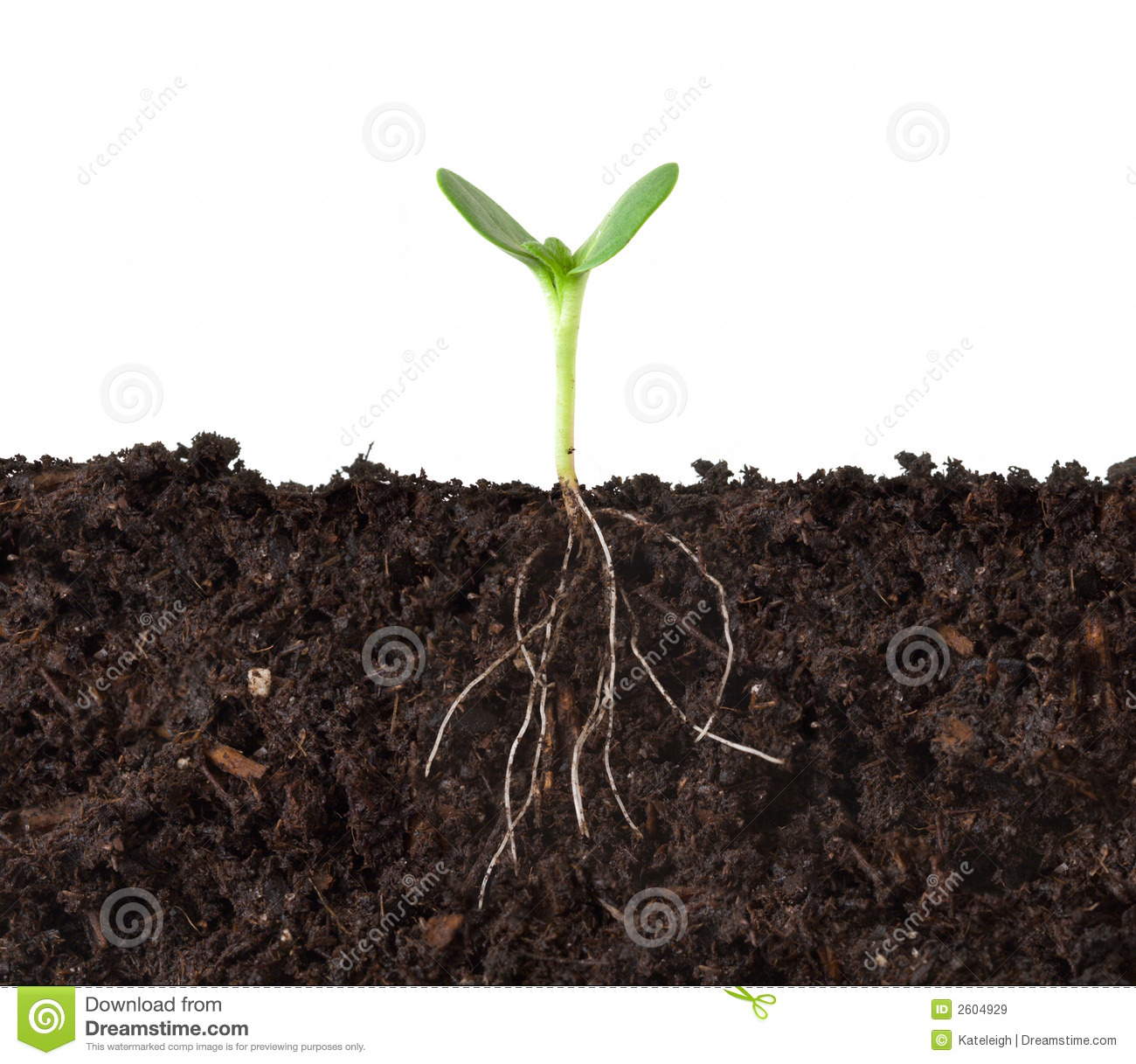 Growing Plant with Roots Clip Art Growing Plant with Roots Clip Art