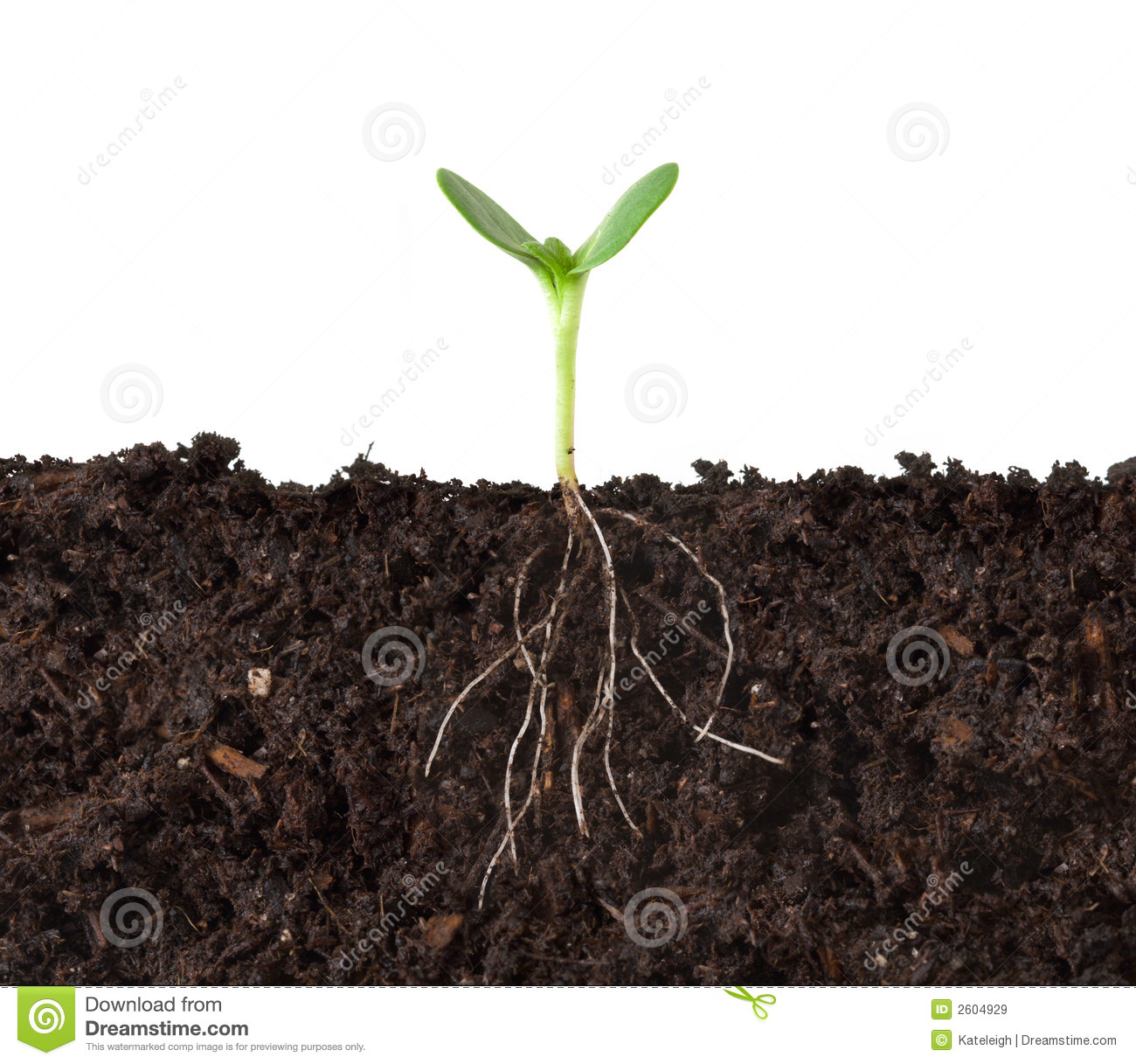 Growing Plant with Roots Clip Art