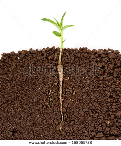 Image of Plants with Roots Growing Underground