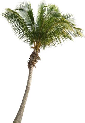 Palm Tree Photoshop