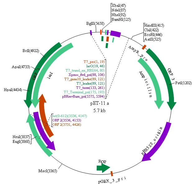 Pet Plasmid Vector Map Pet Plasmid Vector Map