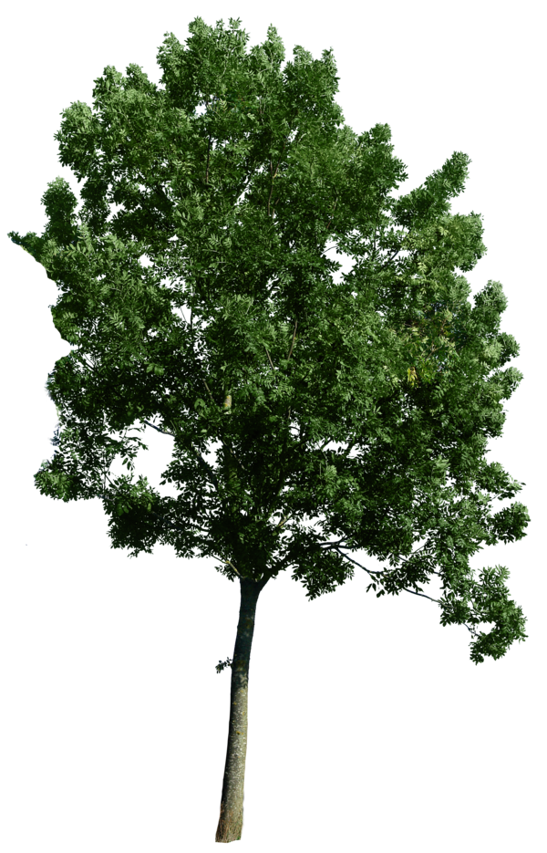 Photoshop Trees Plan View Photoshop Trees Plan View