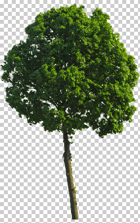 Photoshop Trees