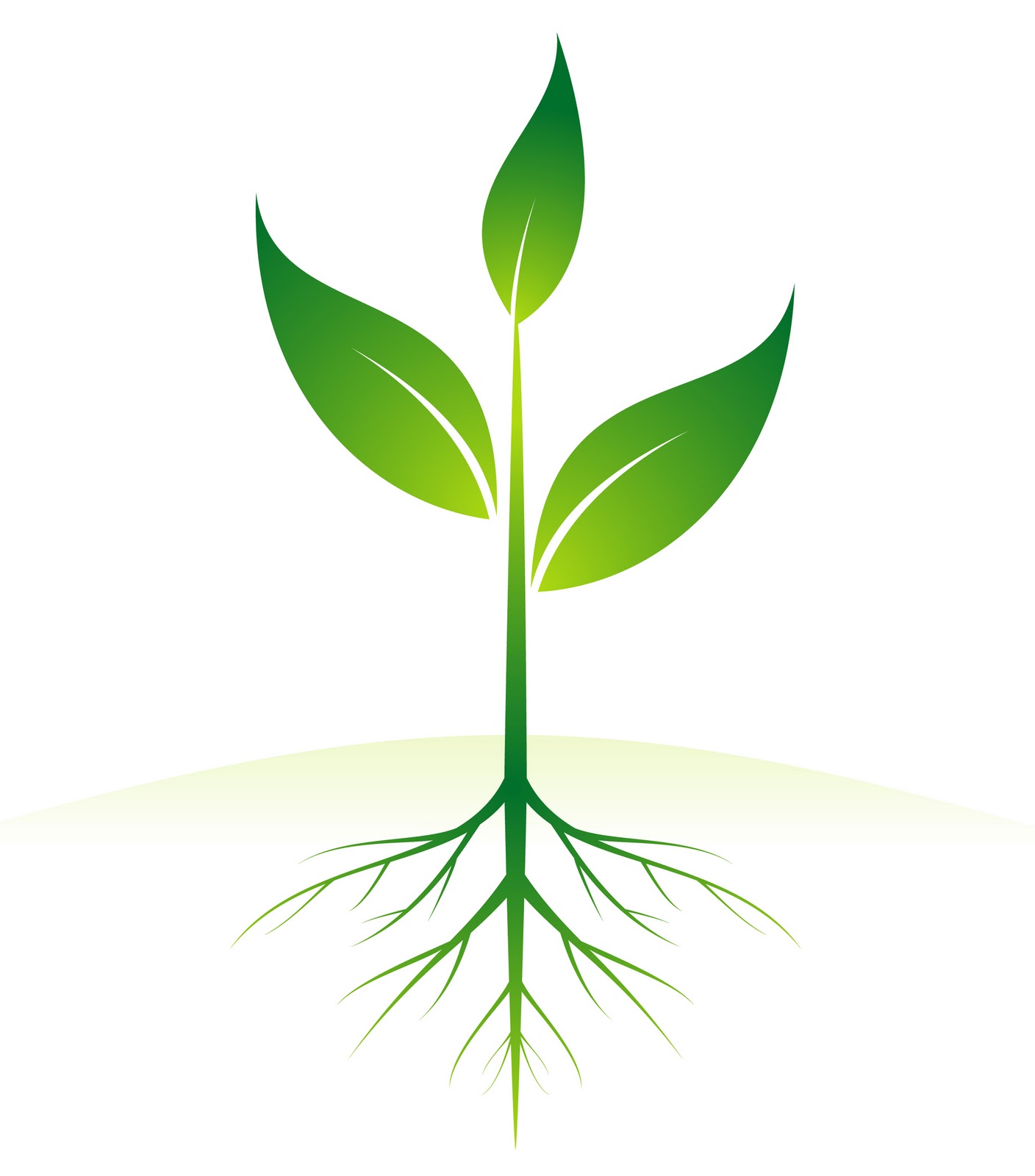 Plant with Roots and Flower Plant with Roots and Flower
