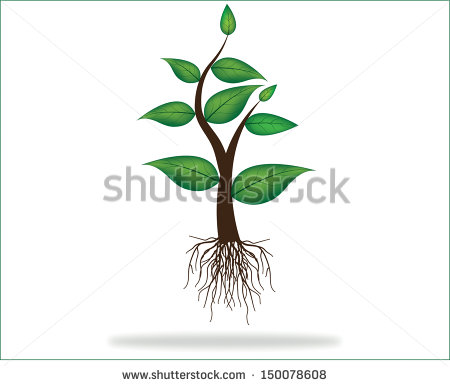 Plant with Roots Vector