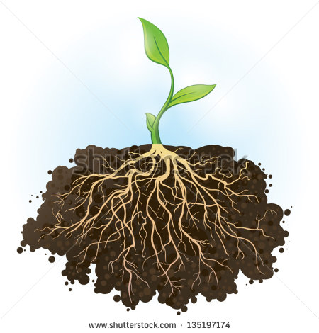 Plants with Strong Roots