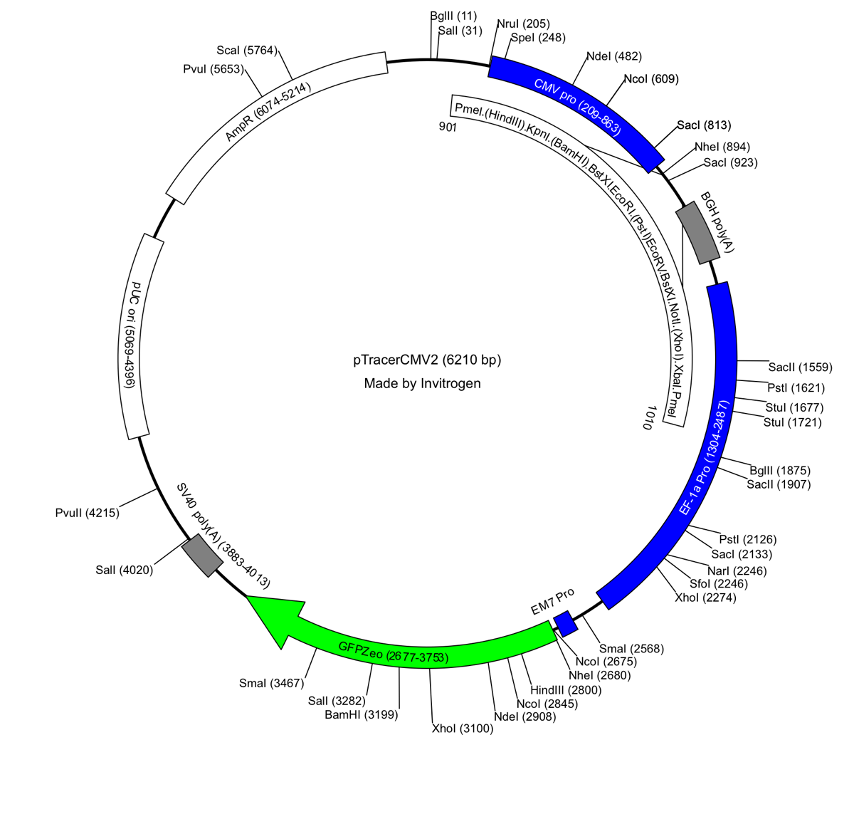 Plasmid DNA Restriction Map