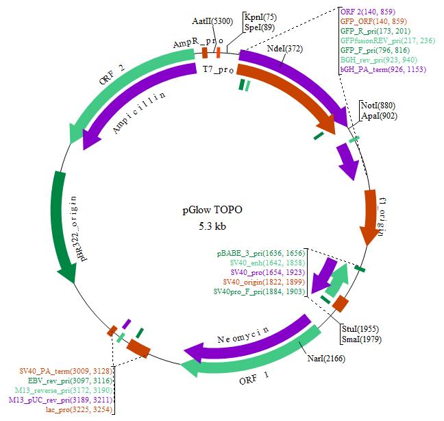 Plasmid Map Plasmid Map