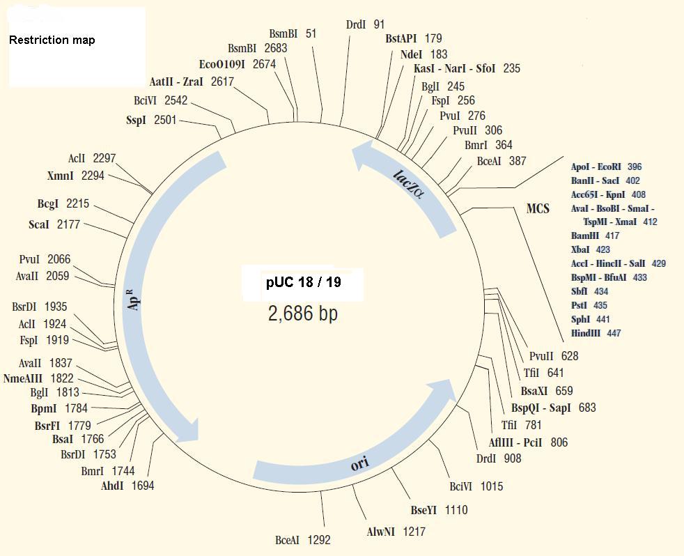 pUC18 Plasmid Map