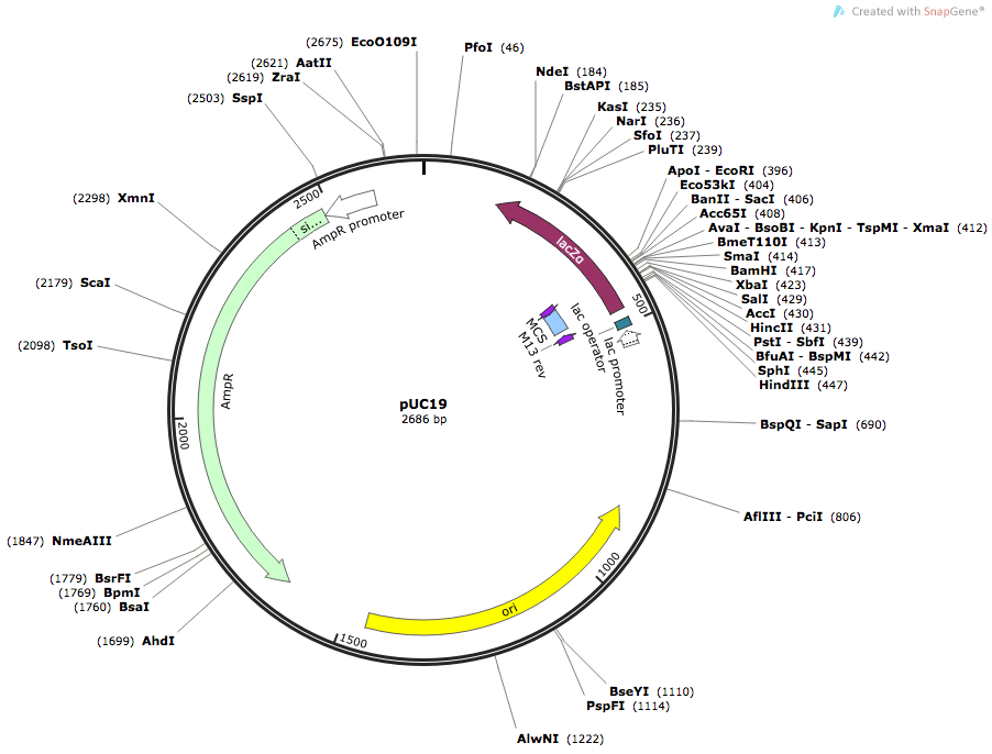 pUC19 Vector Map