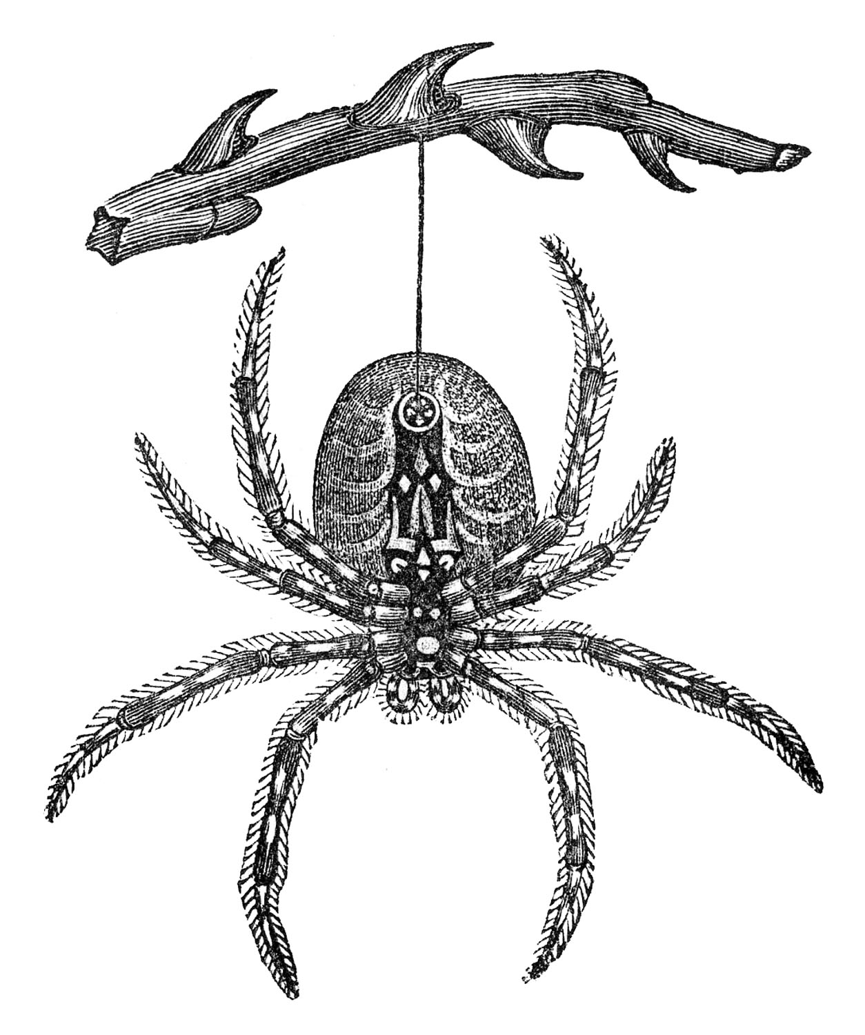 Vintage Spider Clip Art