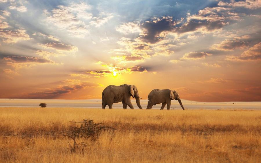 African Landscape with Elephant