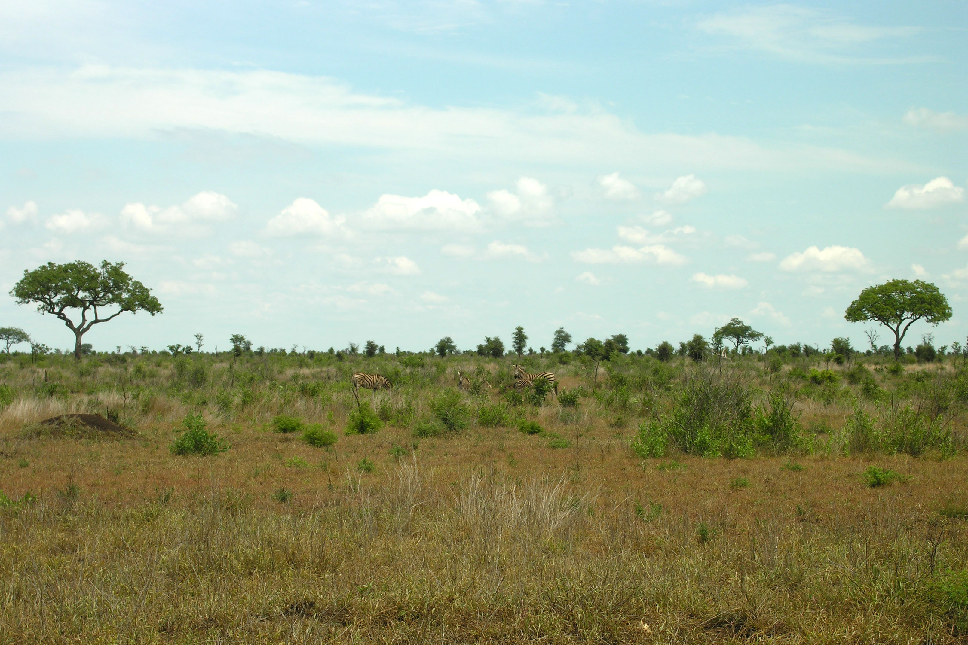 African Landscape