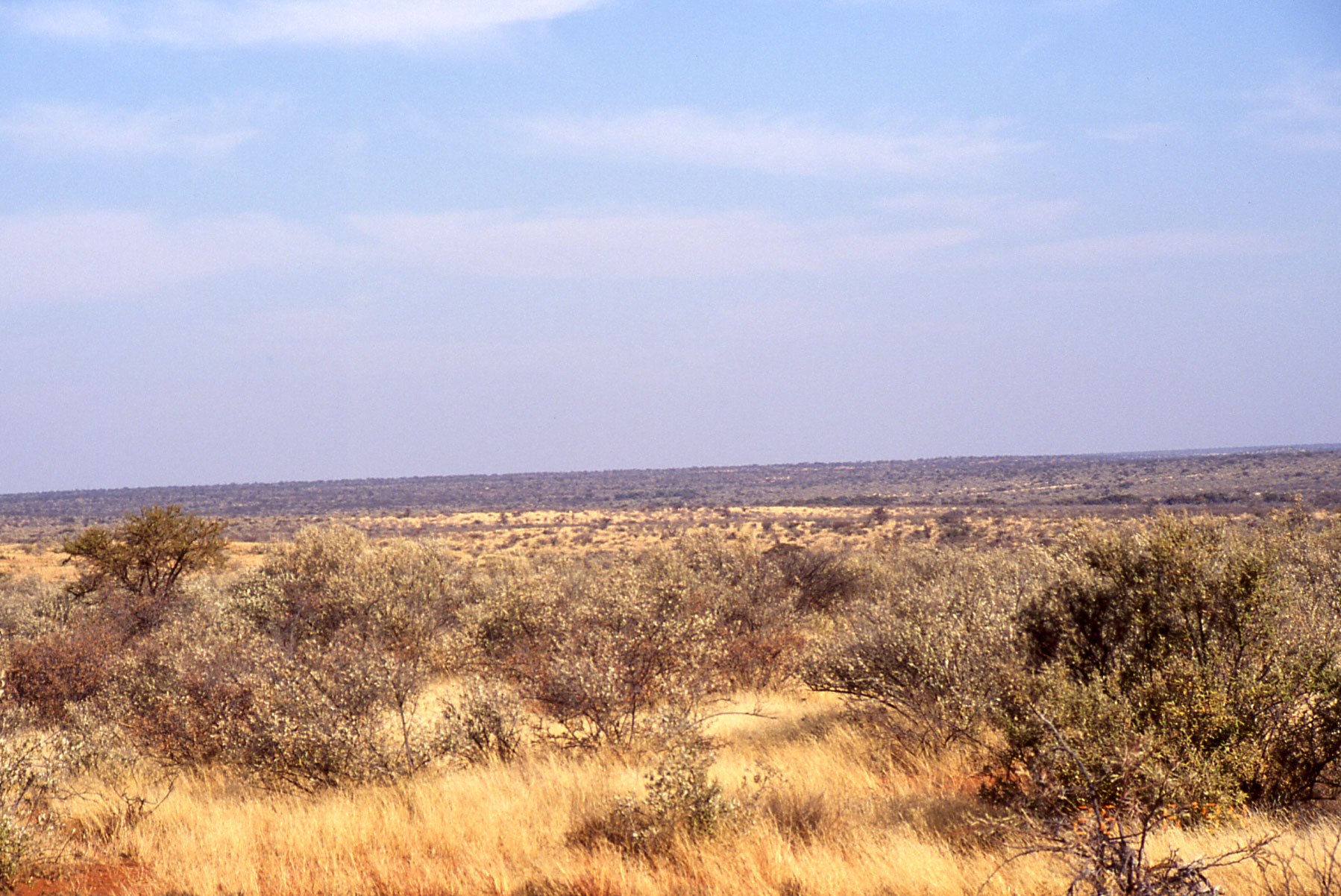 African Landscape