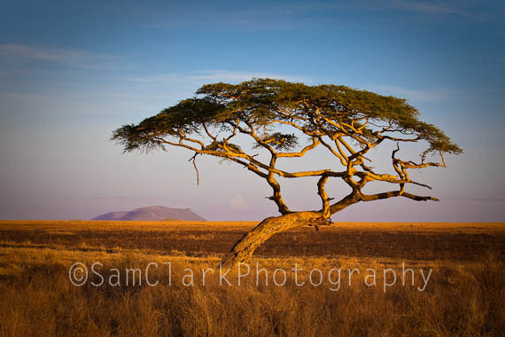 African Tree Landscape Photography