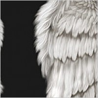 Angel Wings PSD