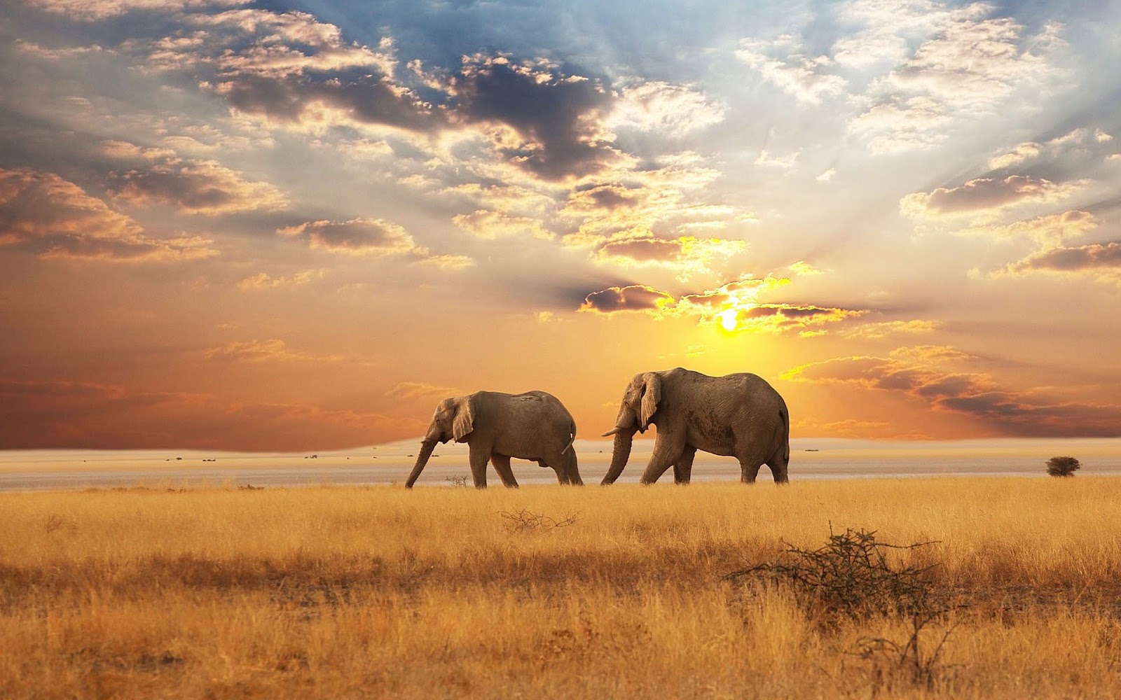 Beautiful Landscapes with Animals Beautiful Landscapes with Animals