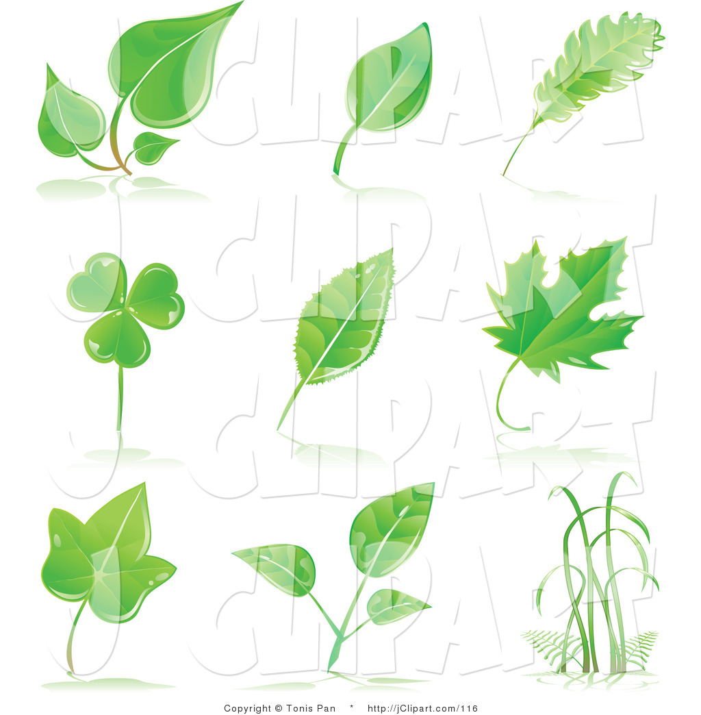 clip art tree leaf - photo #43