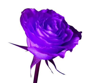 17 PSDs Purple Rose Images