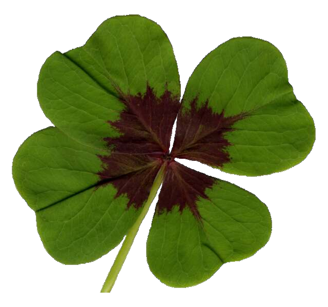 Four Leaf Clover with Transparent Background