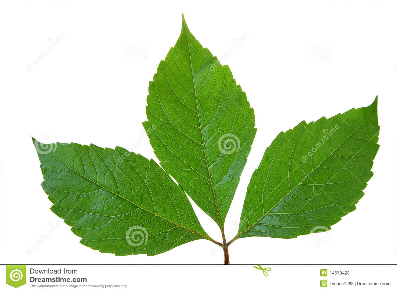 Green Leaf Designs