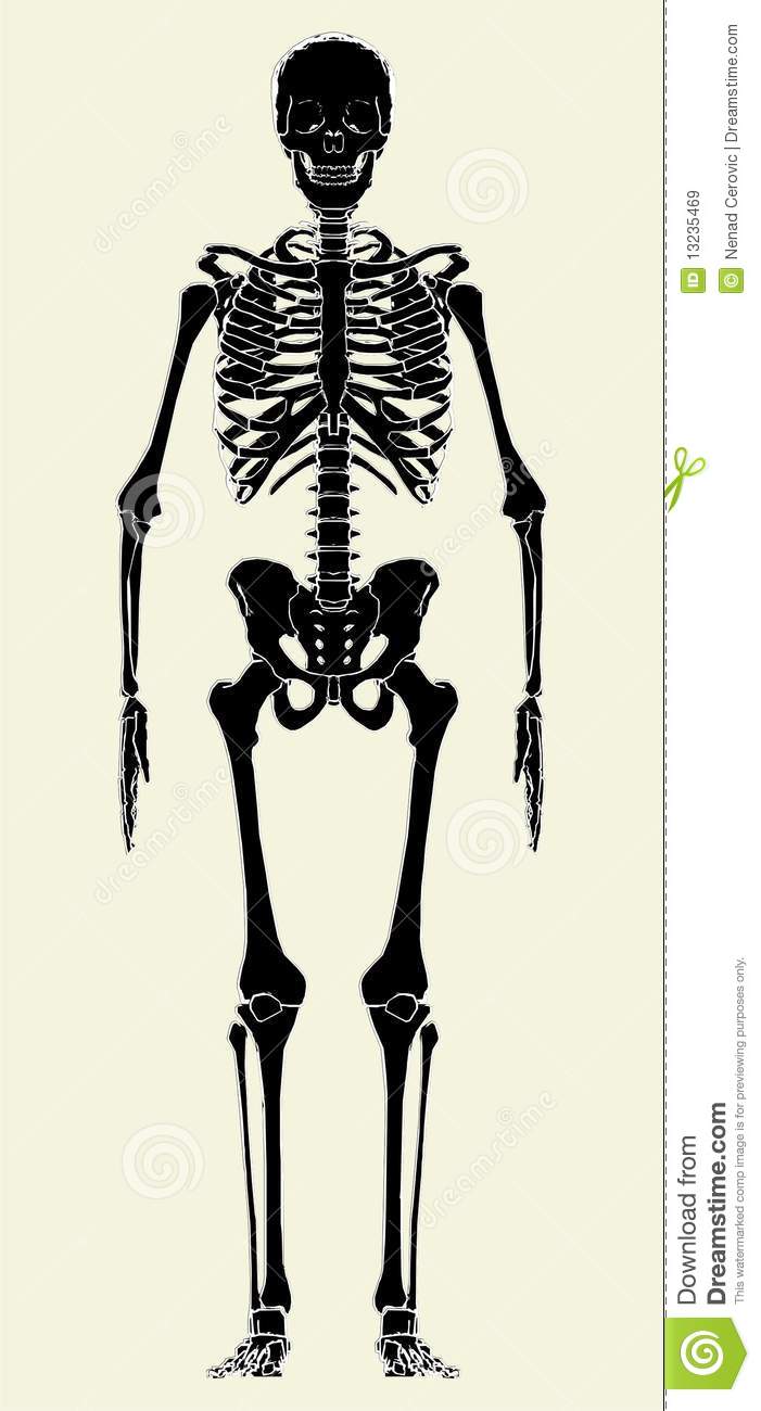 Human Skeleton Vectors