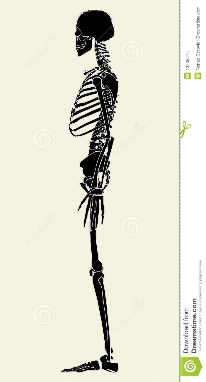 Human Skeleton Vectors