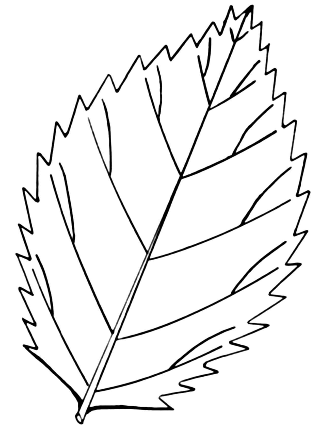 12 Vector Leaf Coloring Pages Adult Images