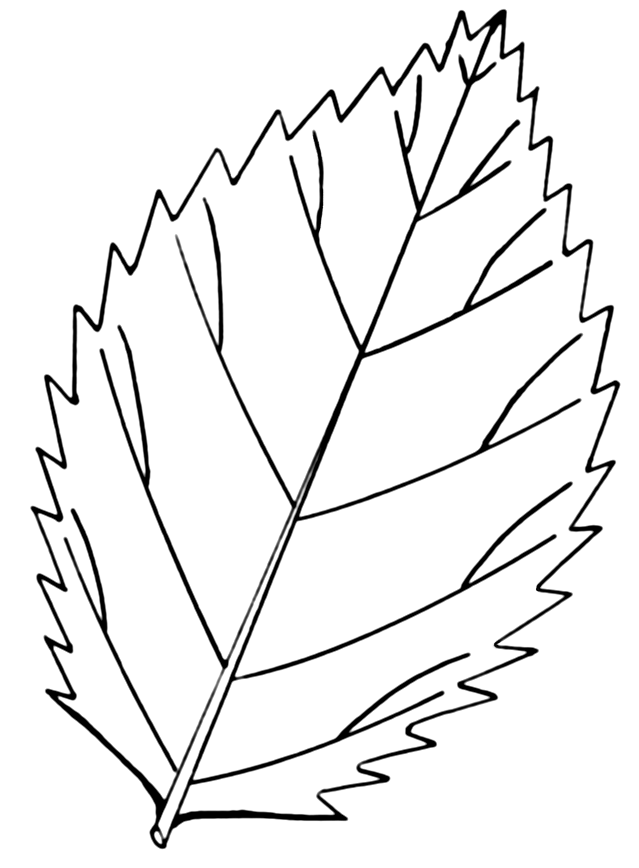 12 Vector Leaf Coloring Pages Adult Images Leaf Coloring Pages 