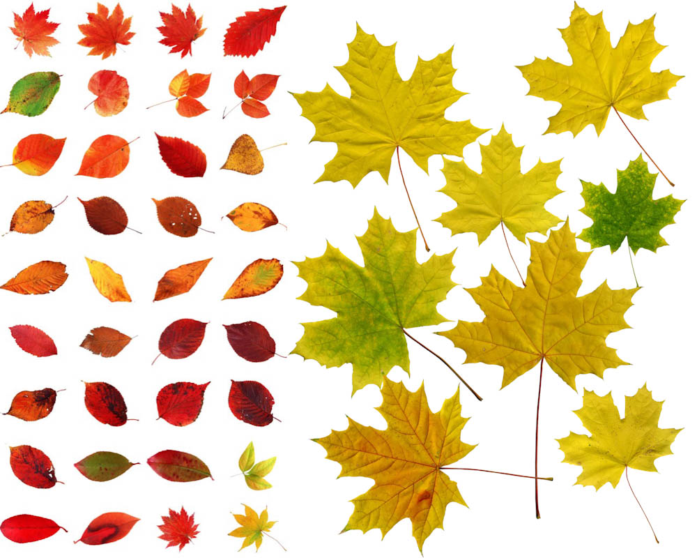 15 Falling Fall Leaves PSD Images