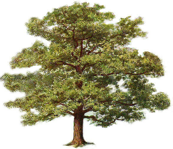 Oak Tree Clip Art Oak Tree Clip Art