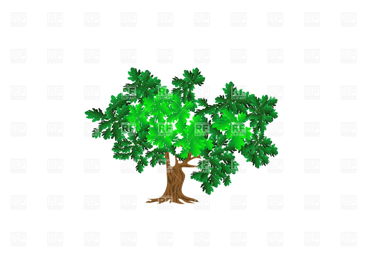 Oak Tree Vector Art