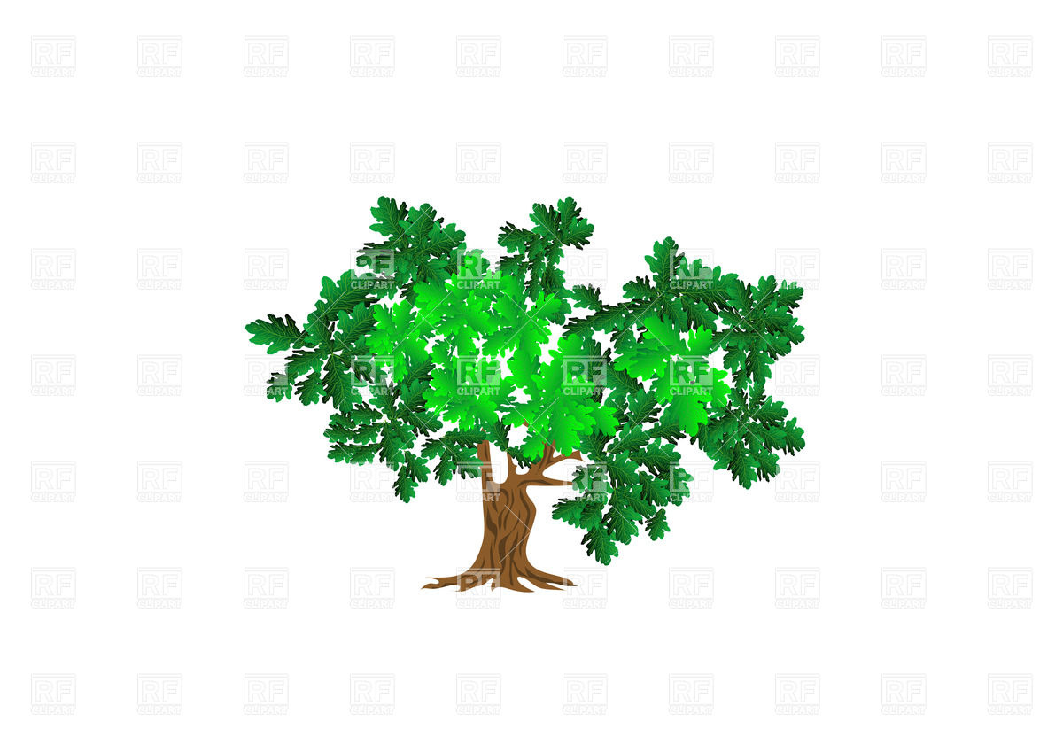 Oak Tree Vector Art Oak Tree Vector Art