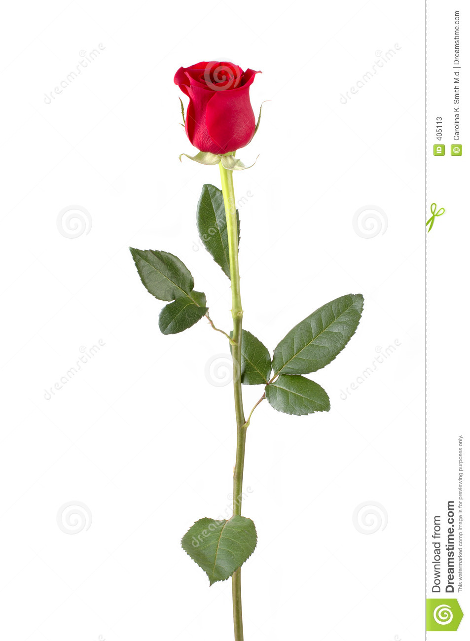 13 Long Stemmed Rose Vector Art Images