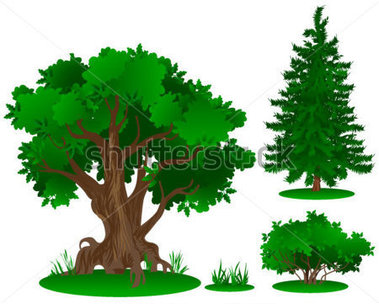 Spring Summer Autumn Winter Tree Spring Summer Autumn Winter Tree