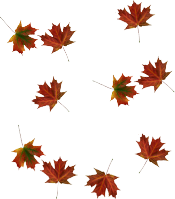 Transparent Fall Leaves Falling