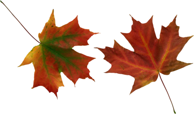 Transparent Fall Leaves