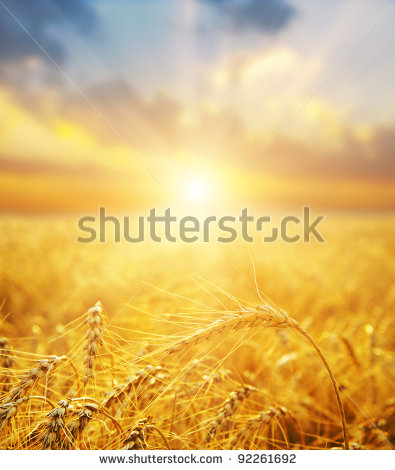 Wheatfield Sunset