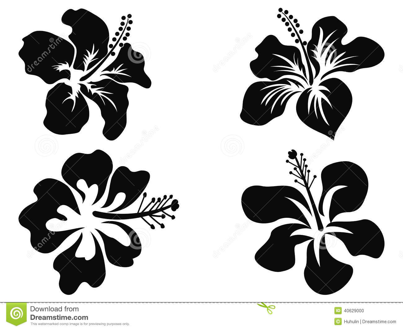 Black and White Hibiscus Flower