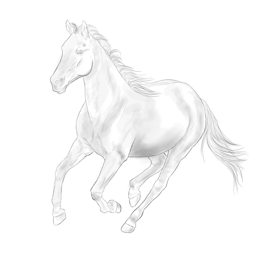 Cantering Horse Drawing Cantering Horse Drawing