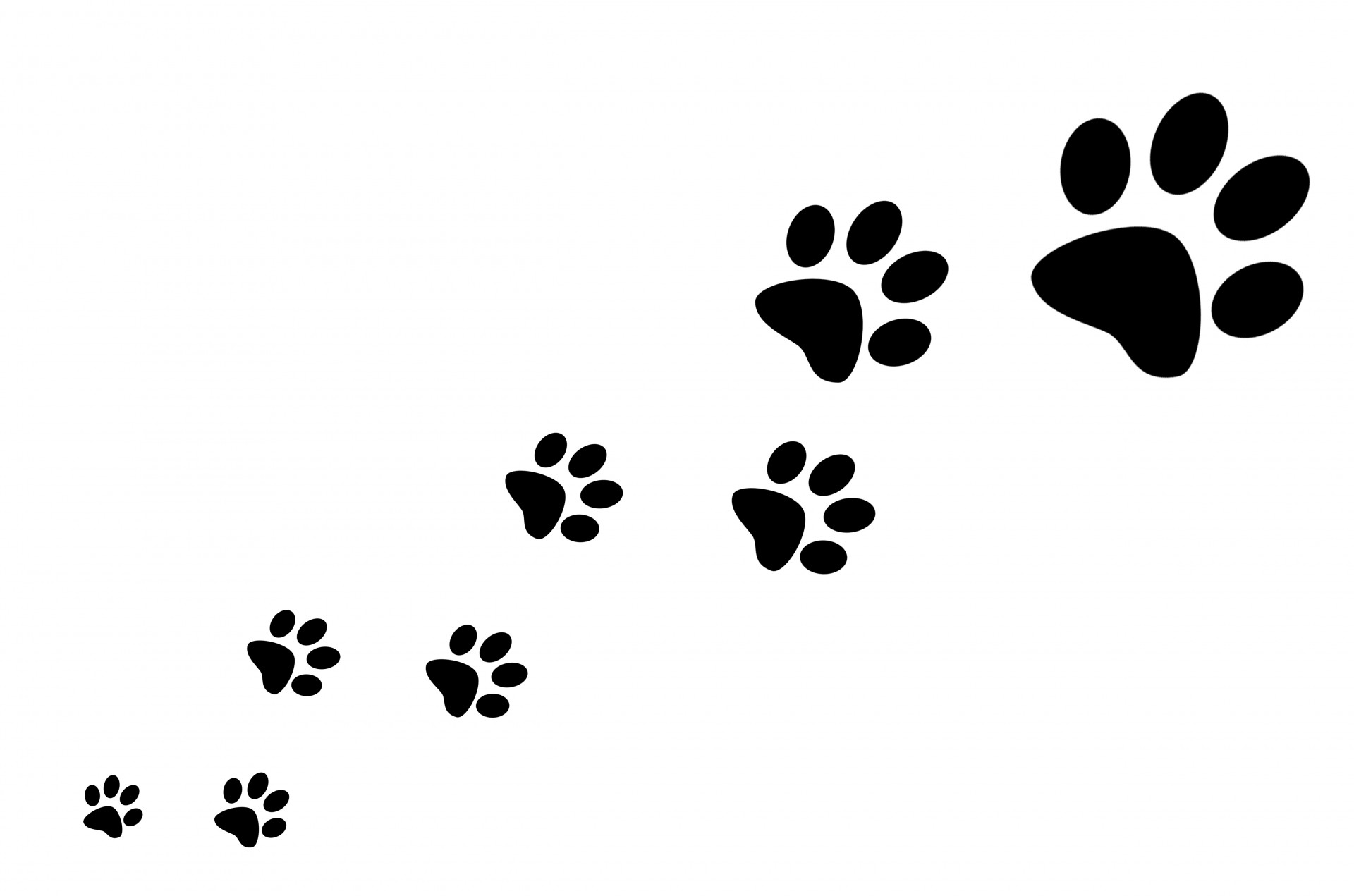 Dog Paw Print No Background