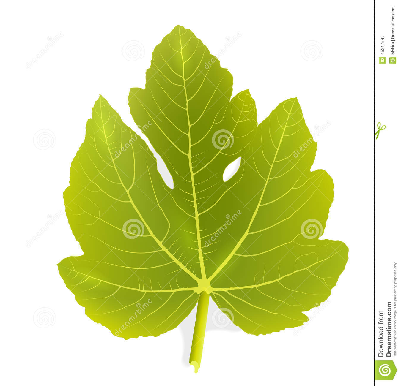 Fig Leaf Vector