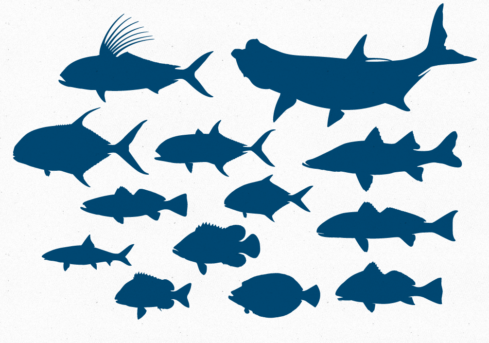 12 Fish Shape Vector Images