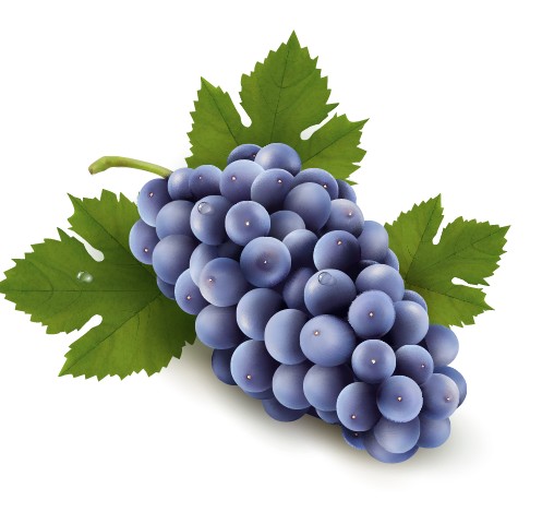 Grape Vine Vector Free