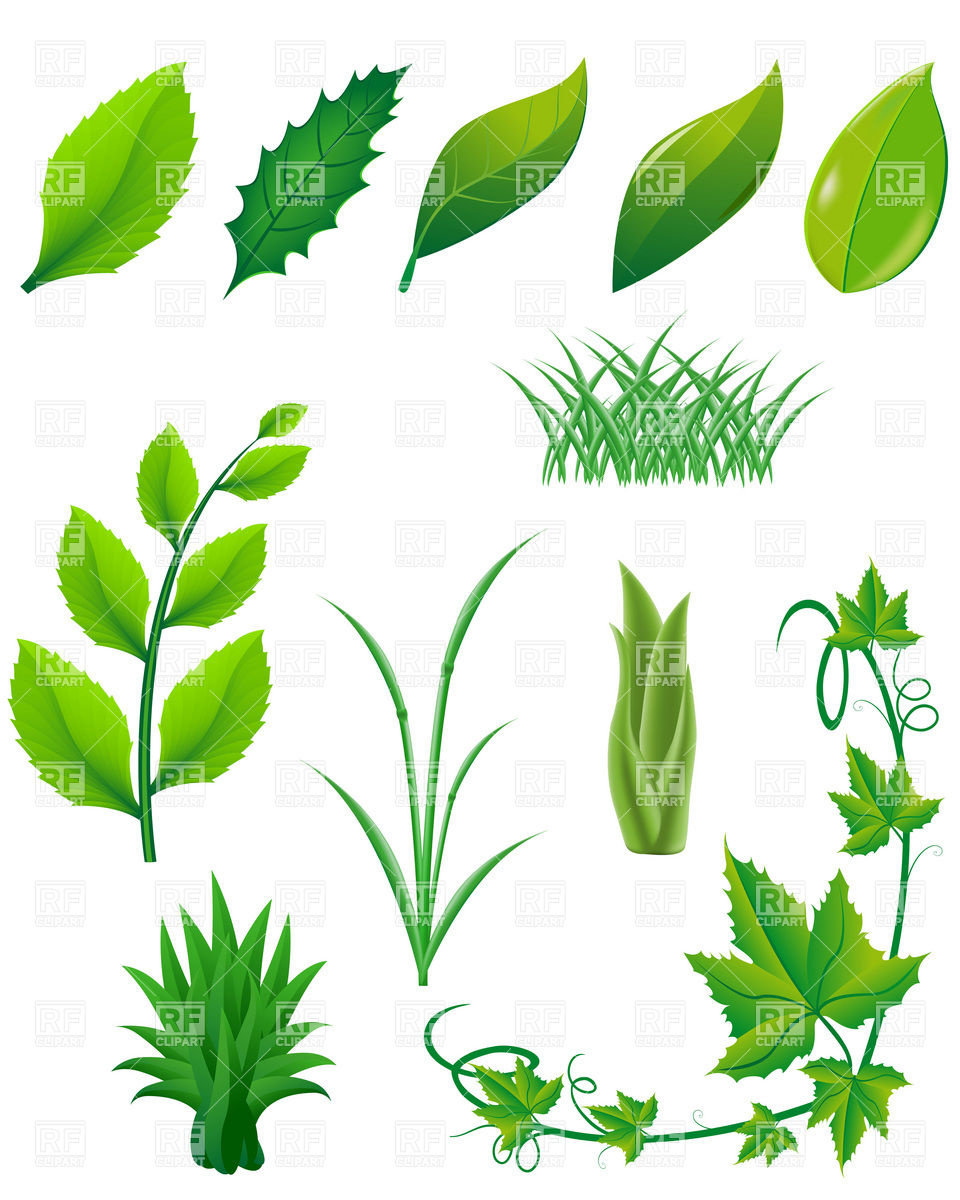 Green Leaf Plant Clip Art