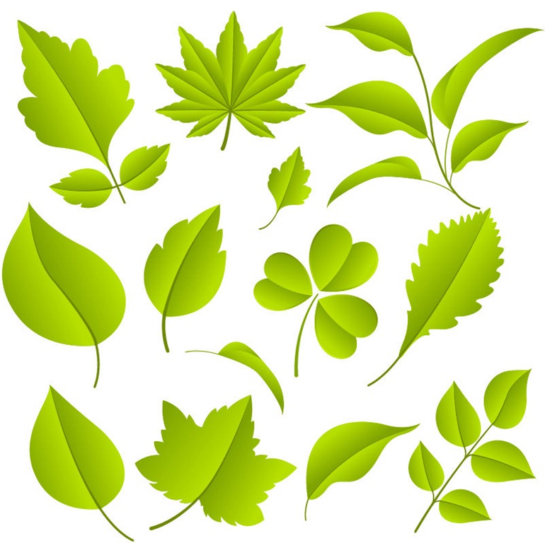 18 Leaf Vector EPS Images